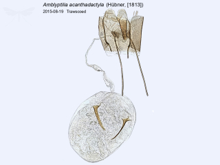 Amblyptilia acanthadactyla