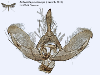 Amblyptilia punctidactyla