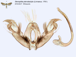 Stenoptilia pterodactyla