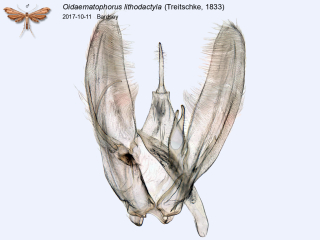 Oidaematophorus lithodactyla