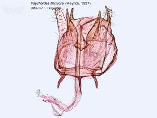 Psychoides filicivora