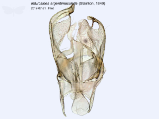 Infurcitinea argentimaculella