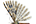.Alucitidae