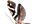 .Argyresthiidae
