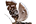 .Choreutidae