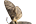 .Cossidae