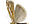 .Crambidae