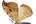 .Drepanidae