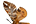 .Endromidae