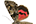 .Erebidae