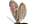 .Eriocraniidae