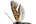 .Heliodinidae