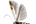 .Lyonetiidae