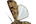 .Noctuidae