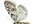 .Nolidae