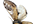 .Notodontidae