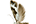 .Praydidae