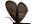 .Psychidae