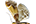 .Pyralidae