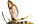 .Sesiidae