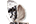 .Tortricidae