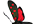 .Zygaenidae