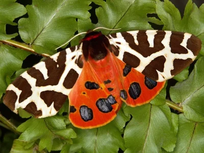 Arctia caja
