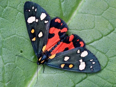 Callimorpha dominula