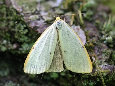 Cybosia mesomella