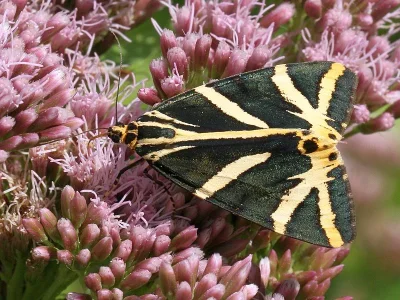 Euplagia quadripunctaria