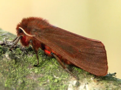 Phragmatobia fuliginosa