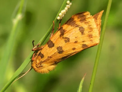 Diacrisia purpurata