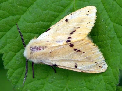 Spilarctia (Spilarctia) lutea