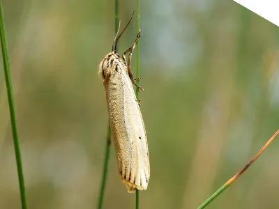 Spiris striata