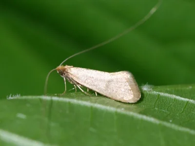 Nematopogon swammerdamella