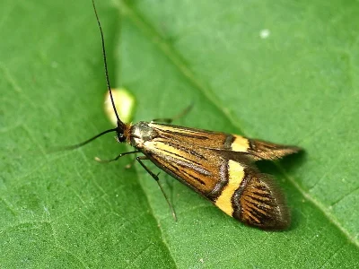 Nemophora degeerella