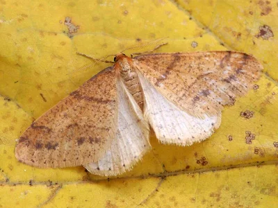 Agriopis aurantiaria