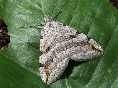 Aplocera plagiata