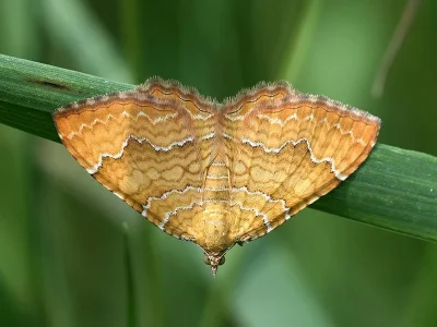 Camptogramma bilineata