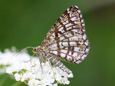 Chiasmia clathrata