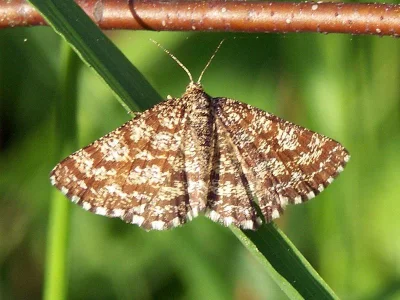 Ematurga atomaria