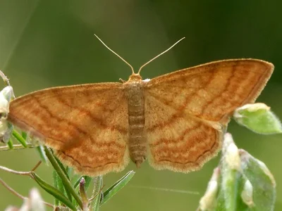 Idaea ochrata