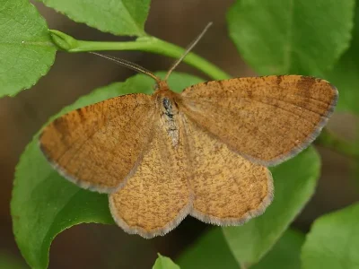 Macaria brunneata