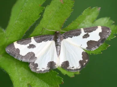 Lomaspilis marginata
