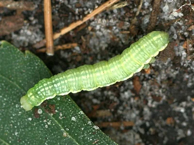 Syngrapha (Syngrapha) interrogationis