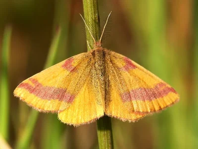 Lythria cruentaria