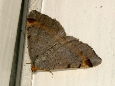 Macaria liturata