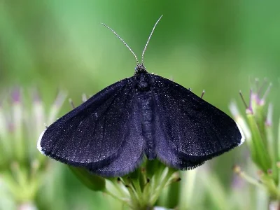 Odezia atrata