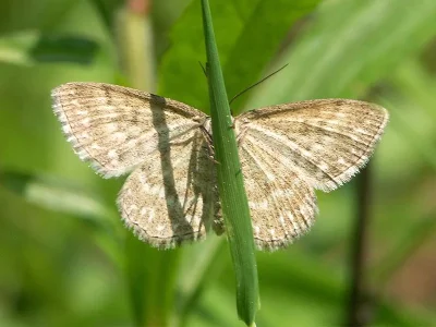Scopula (Scopula) immorata