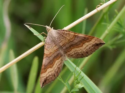 Scotopteryx chenopodiata